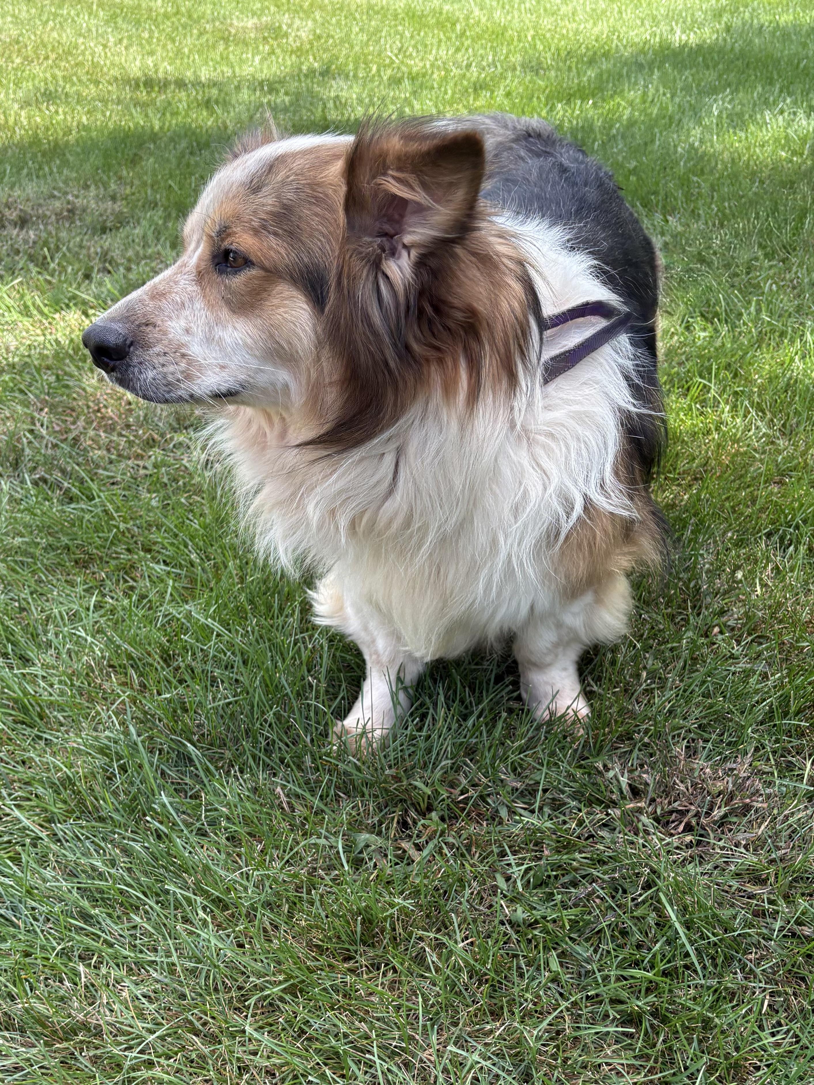 Lil Man, a Adoptable mixed breed in Orland Park, IL image 6/6