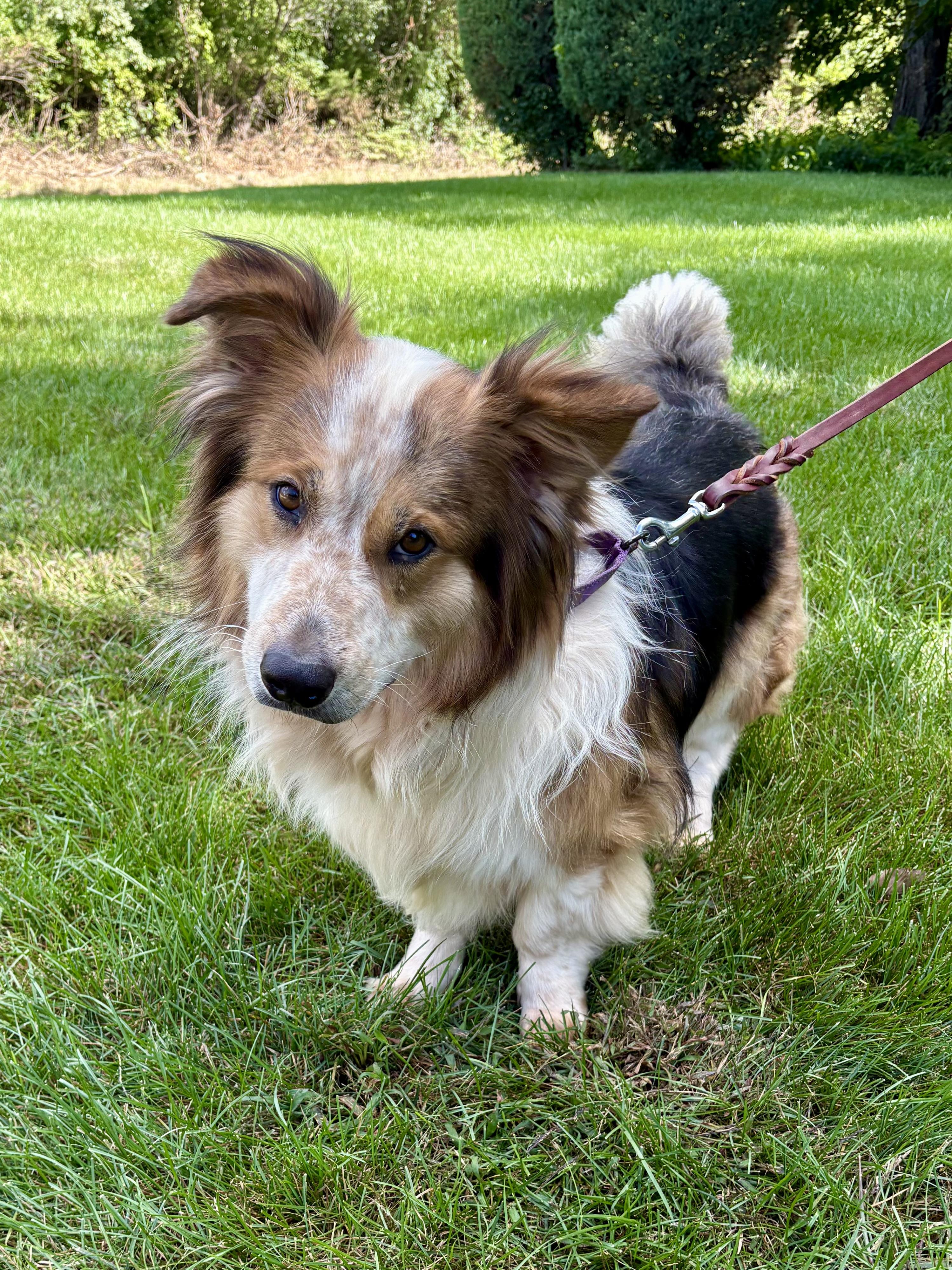 Lil Man, Adoptable, Adult Male Collie & Basset Hound.