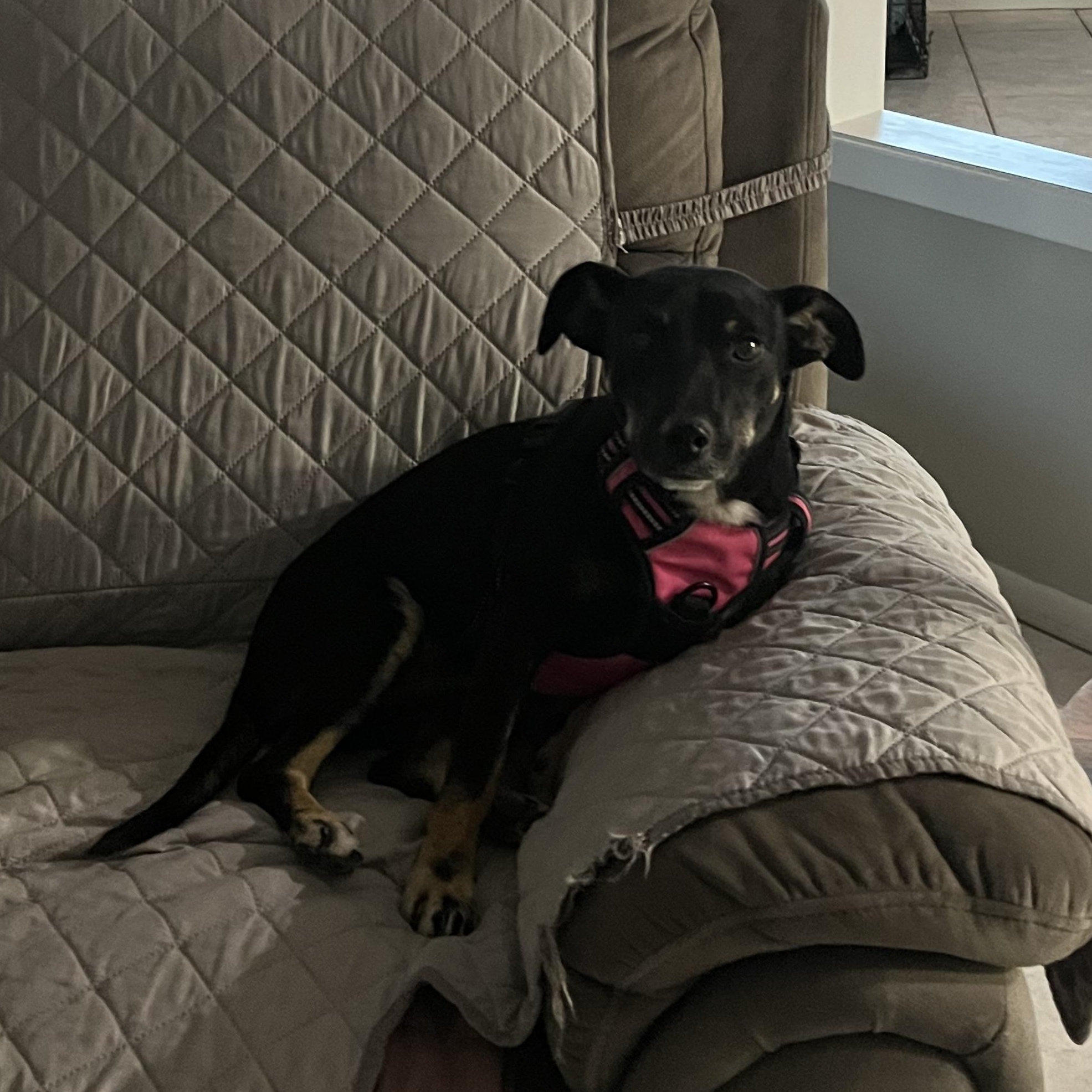 Caroline, a ADOPTABLE mixed breed in Schertz, TX image 2/5