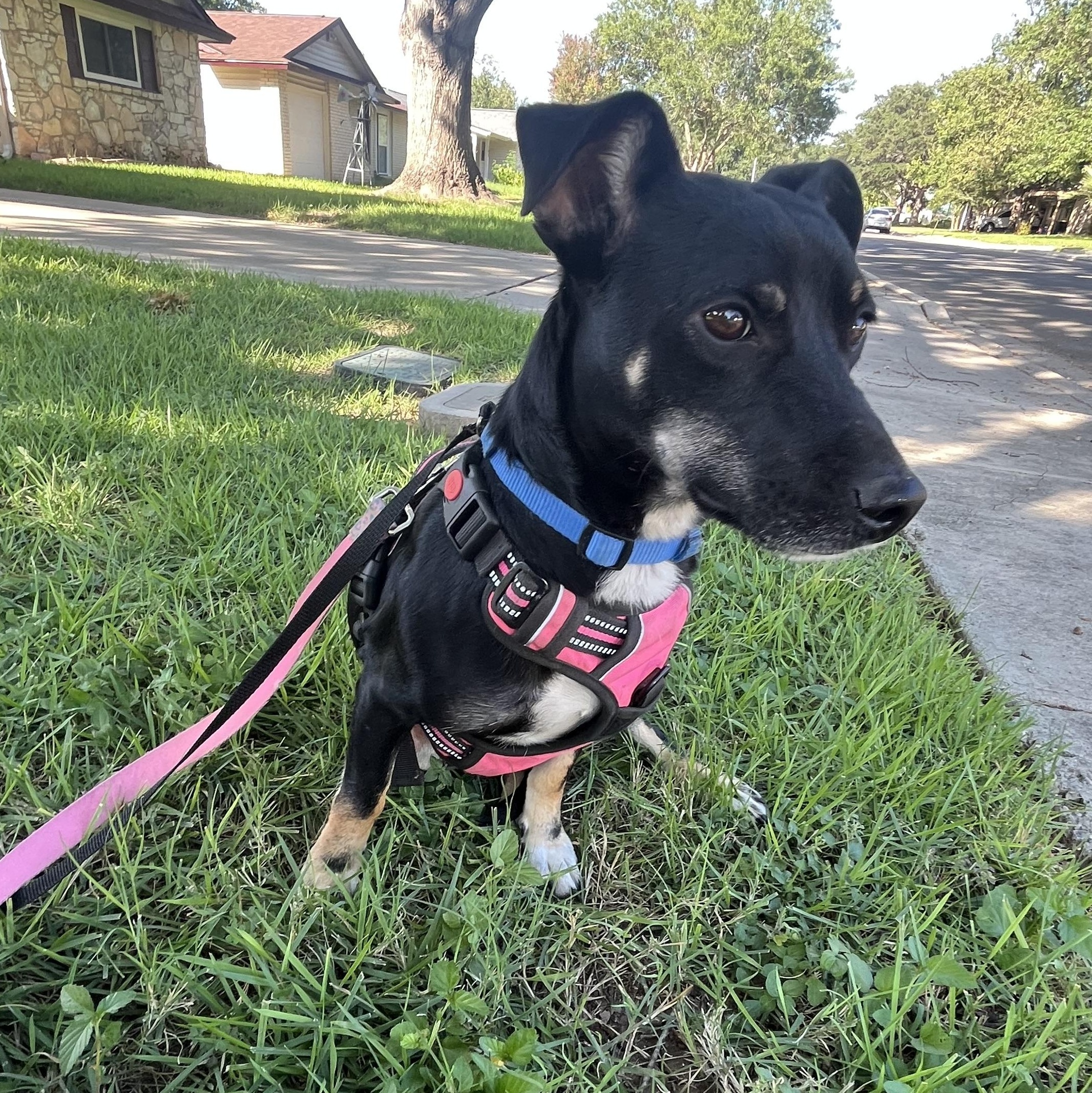 Caroline, a ADOPTABLE mixed breed in Schertz, TX image 5/5