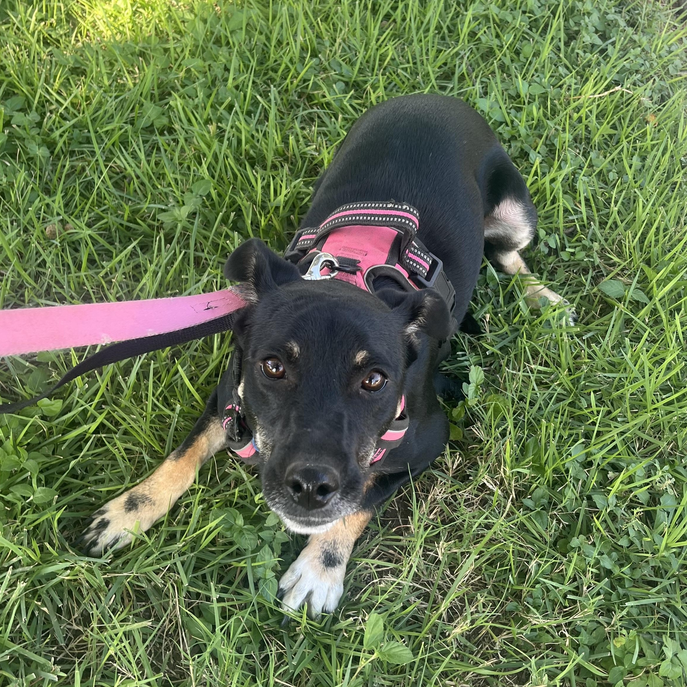 Caroline, ADOPTABLE, Adult Female Jack Russell Terrier & German Shepherd Dog.