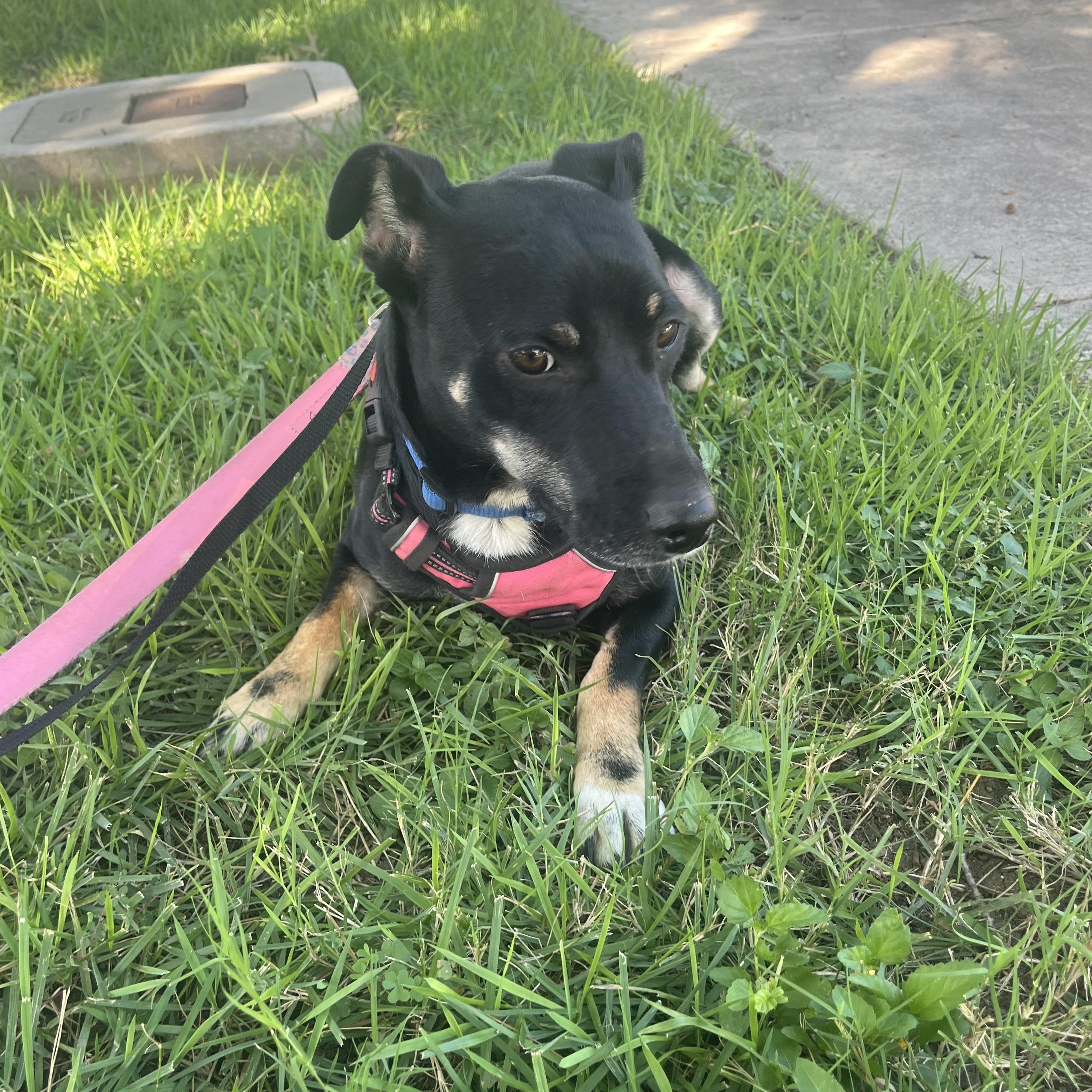 Caroline, a ADOPTABLE mixed breed in Schertz, TX image 4/5