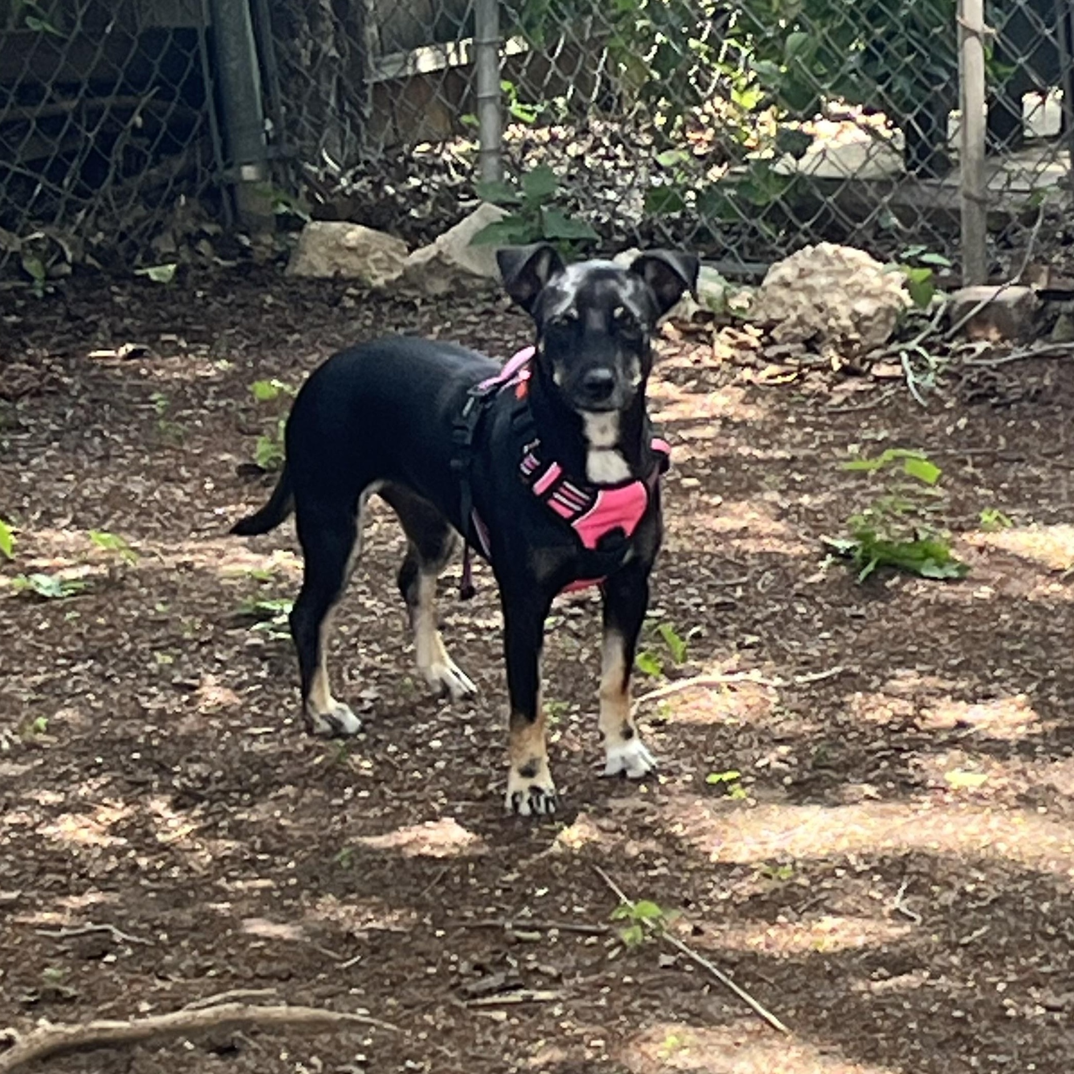 Caroline, a ADOPTABLE mixed breed in Schertz, TX image 3/5