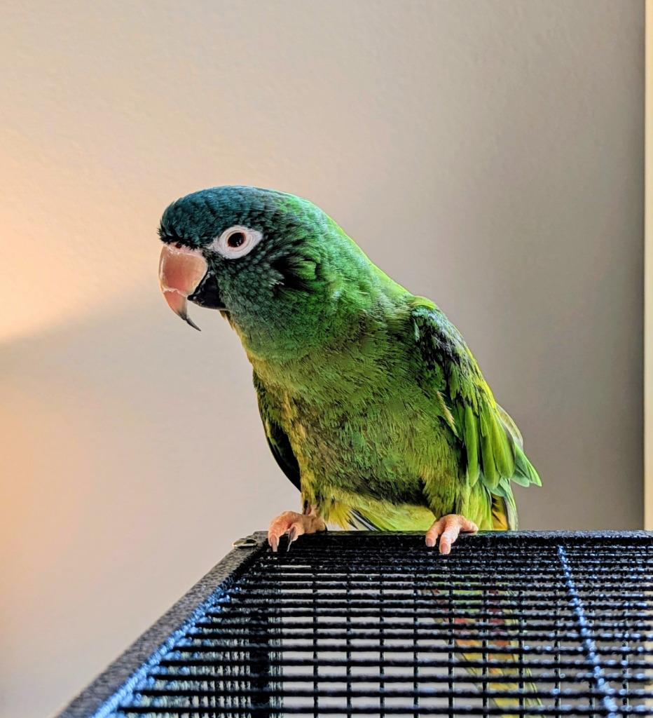 Louey, Adoptable, Senior Male Conure.