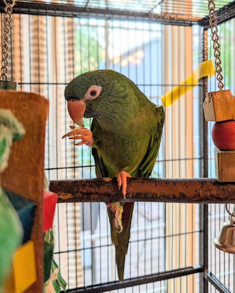 Enlarge Louey, a Adoptable Conure in Ballwin, MO image 2/5