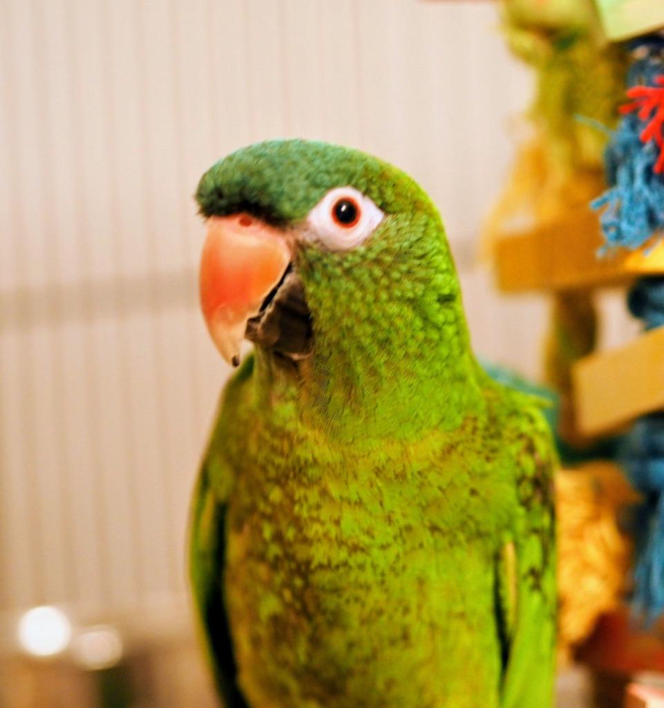 Enlarge Louey, a Adoptable Conure in Ballwin, MO image 3/5