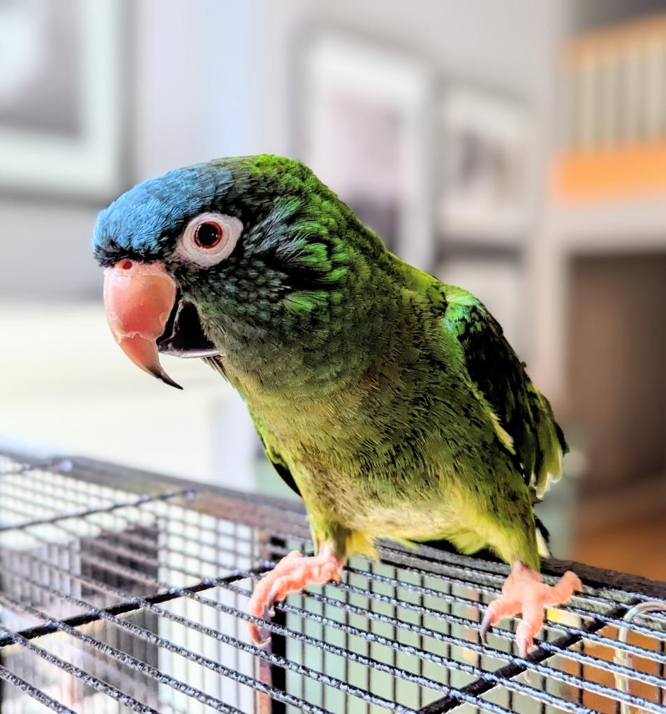 Enlarge Louey, a Adoptable Conure in Ballwin, MO image 4/5