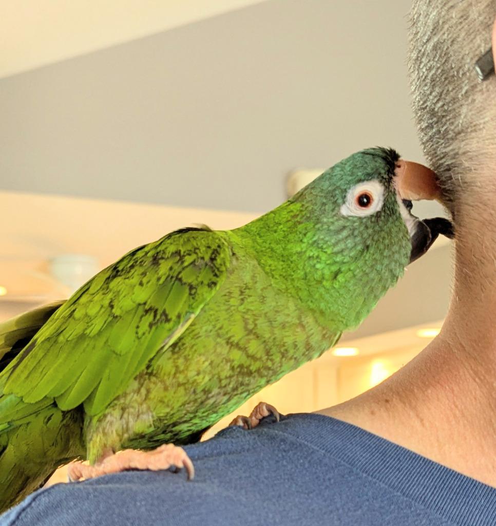 Enlarge Louey, a Adoptable Conure in Ballwin, MO image 5/5