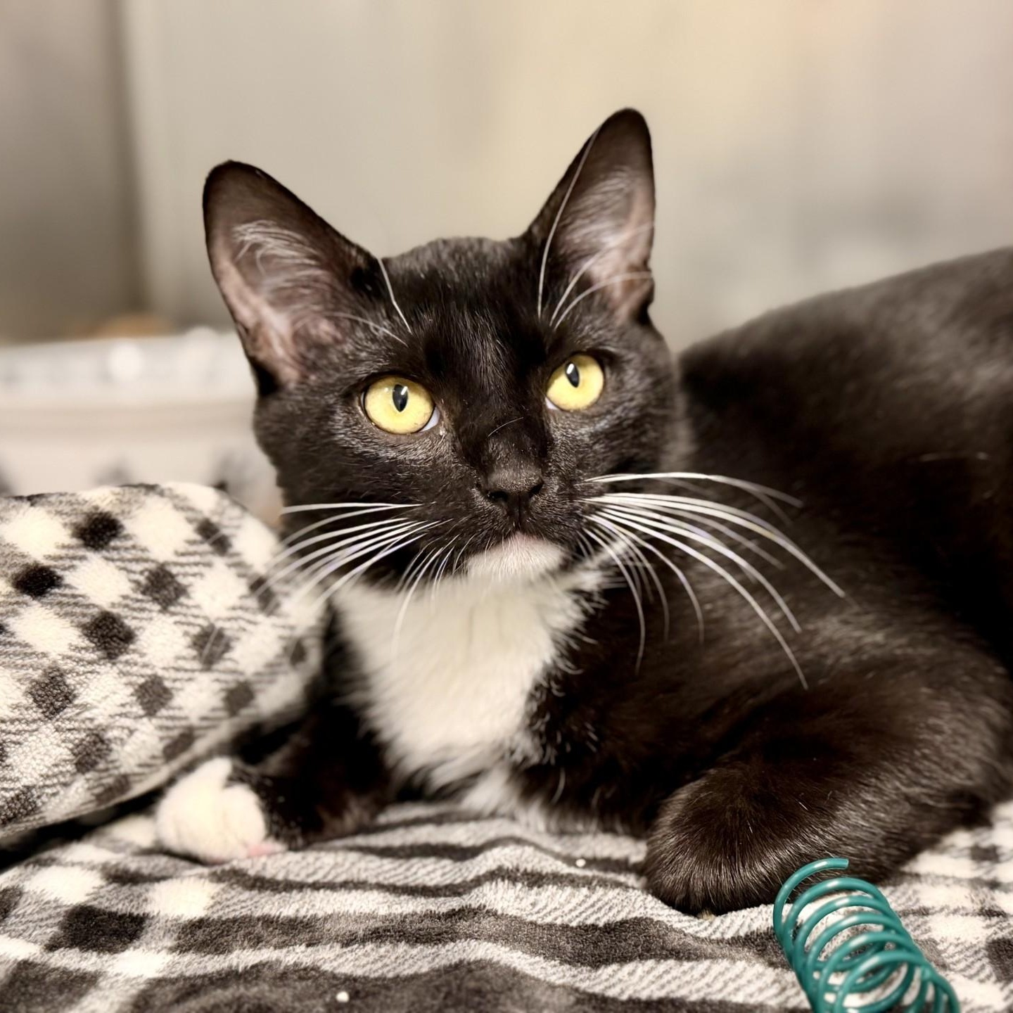 Enlarge Candy, a Adoptable Domestic Short Hair in Jackson, NJ image 2/2