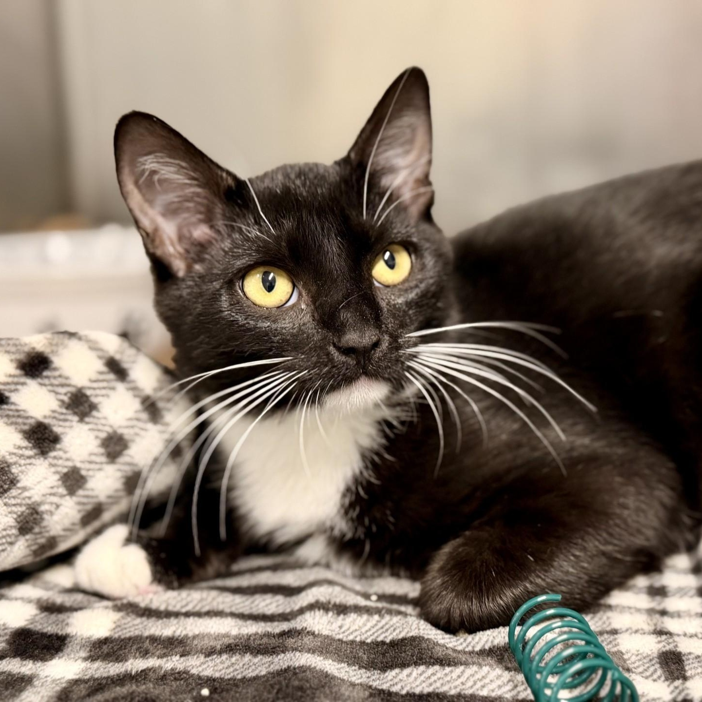 Enlarge Candy, a Adoptable Domestic Short Hair in Jackson, NJ image 1/2