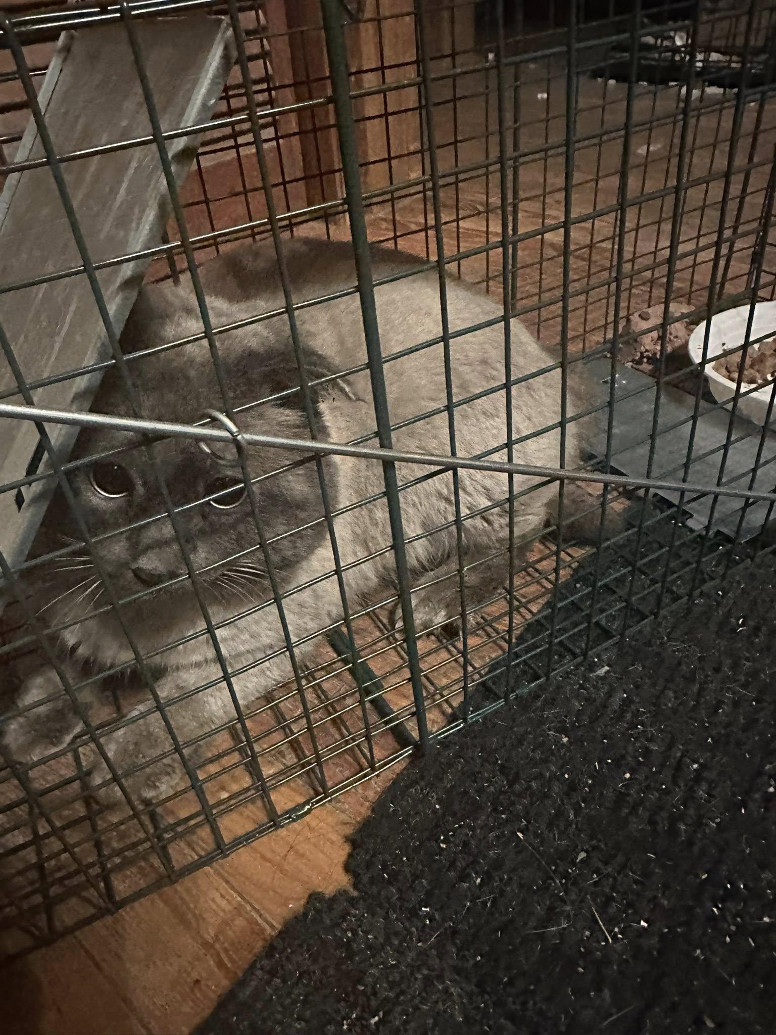 Enlarge Regis, an adopted mixed breed in Winnipeg, MB image 3/3