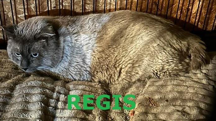 Regis, adopted, Young Male Siamese.