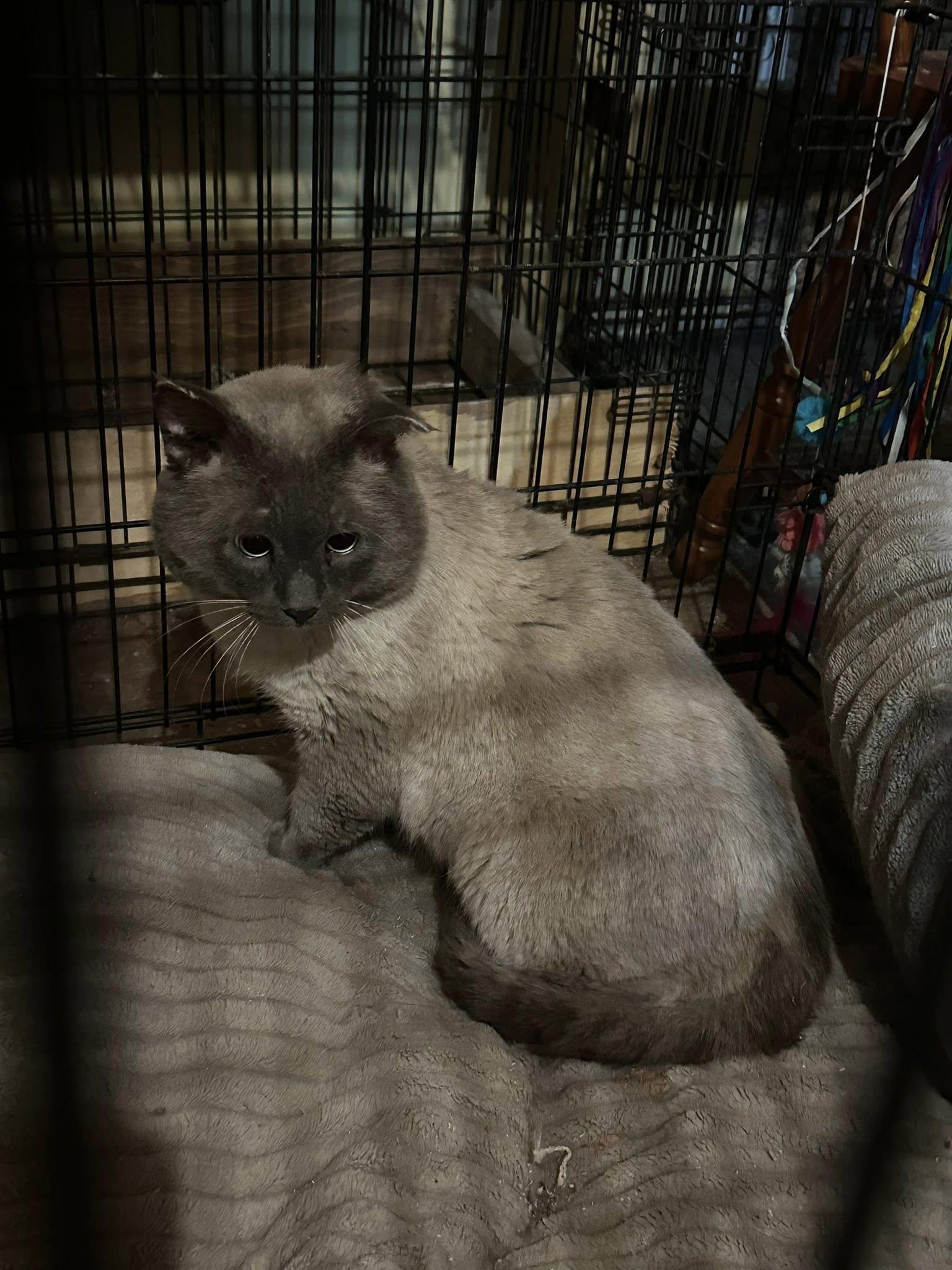 Enlarge Regis, an adopted mixed breed in Winnipeg, MB image 2/3