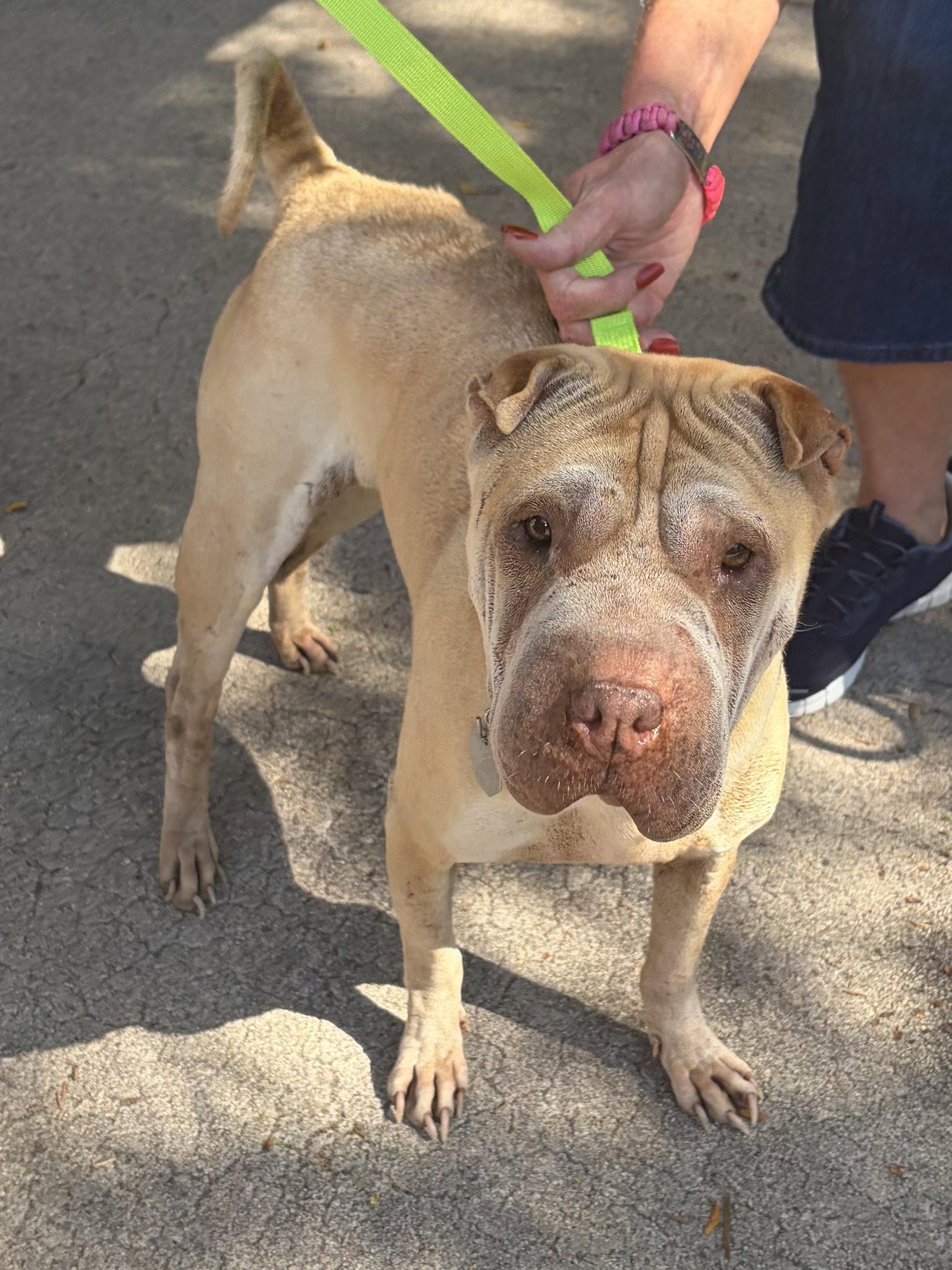 Willow, Adoptable, Young Female Shar-Pei.