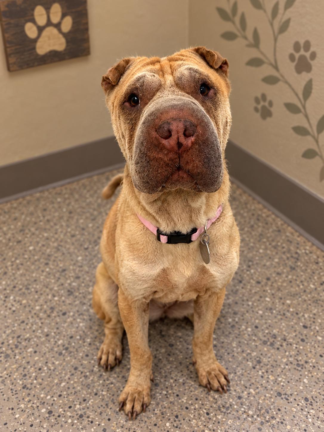 Enlarge Willow, a Adoptable Shar-Pei in Denver, CO image 2/2