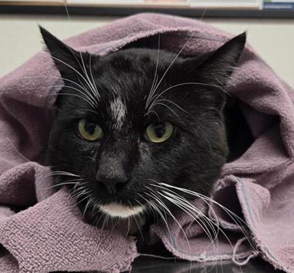 Mister Molasses, Adoptable, Adult Male Domestic Short Hair.