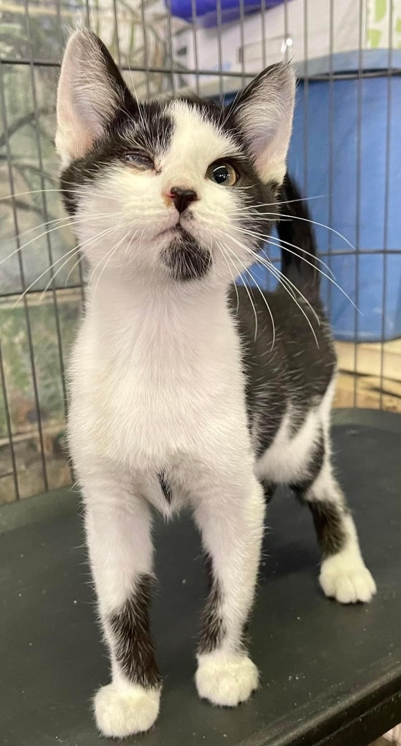 Ancho  1 eyed wonder, Young Female Domestic Short Hair