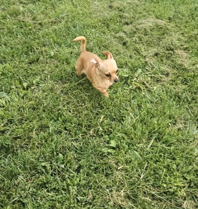Pebbles, Adopted, Adult Female Chihuahua.