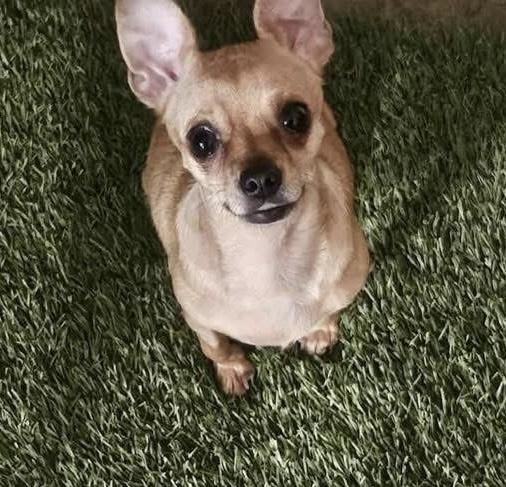 Enlarge Pebbles, a Adopted mixed breed in Richmond, KY image 2/3
