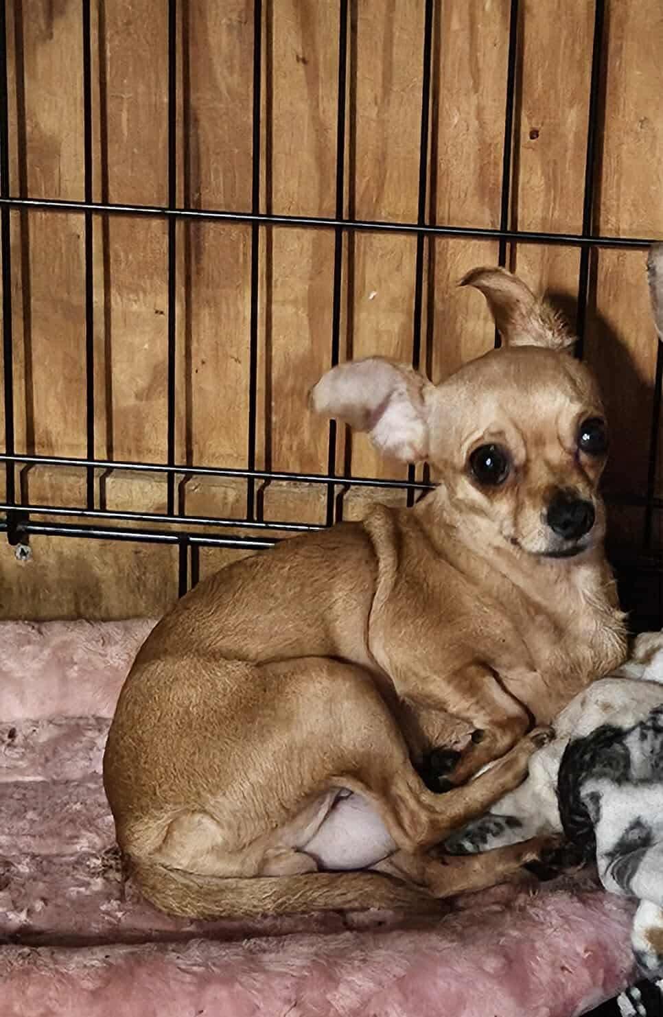 Enlarge Pebbles, a Adopted mixed breed in Richmond, KY image 3/3