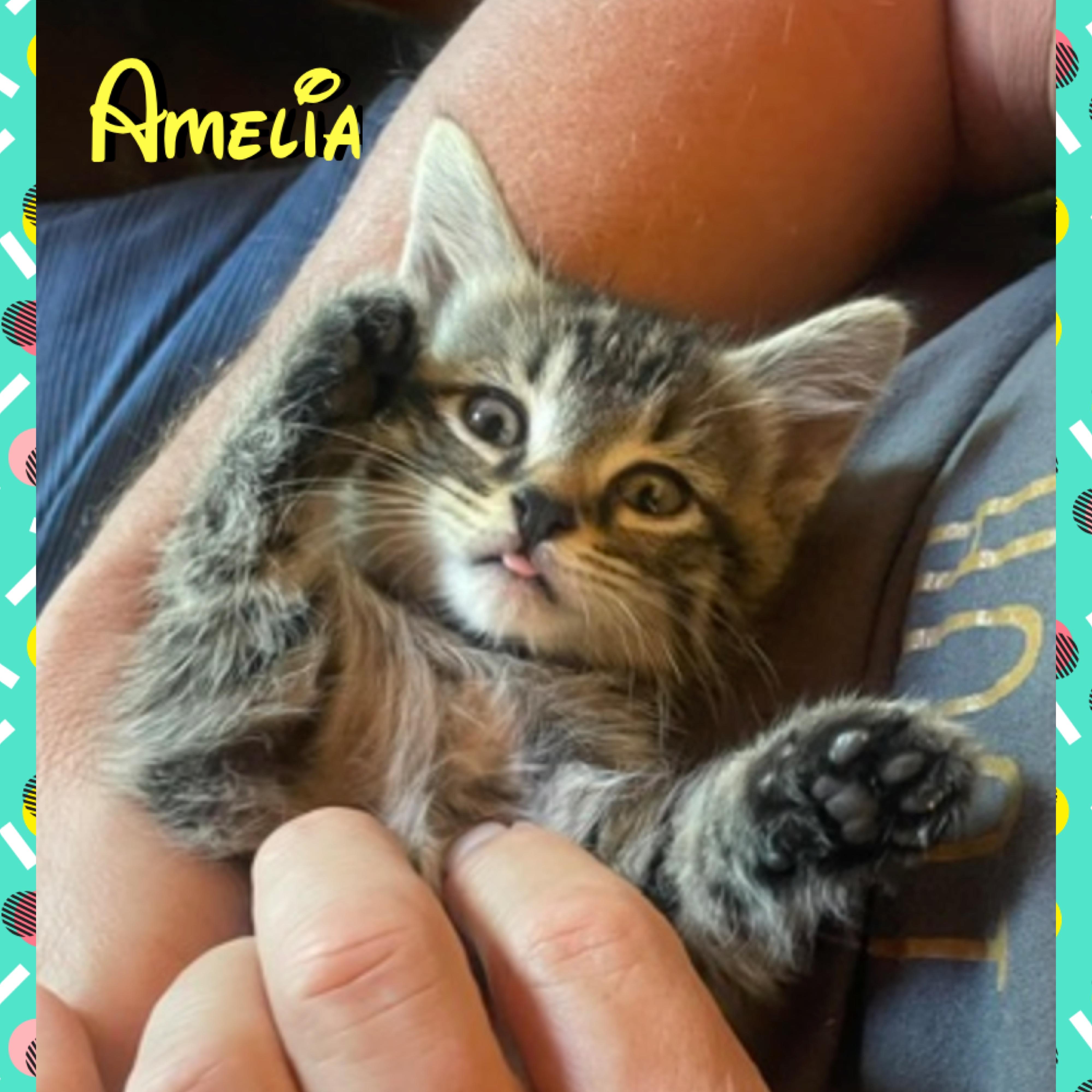 Amelia, ADOPTABLE, Kitten Female Domestic Short Hair.