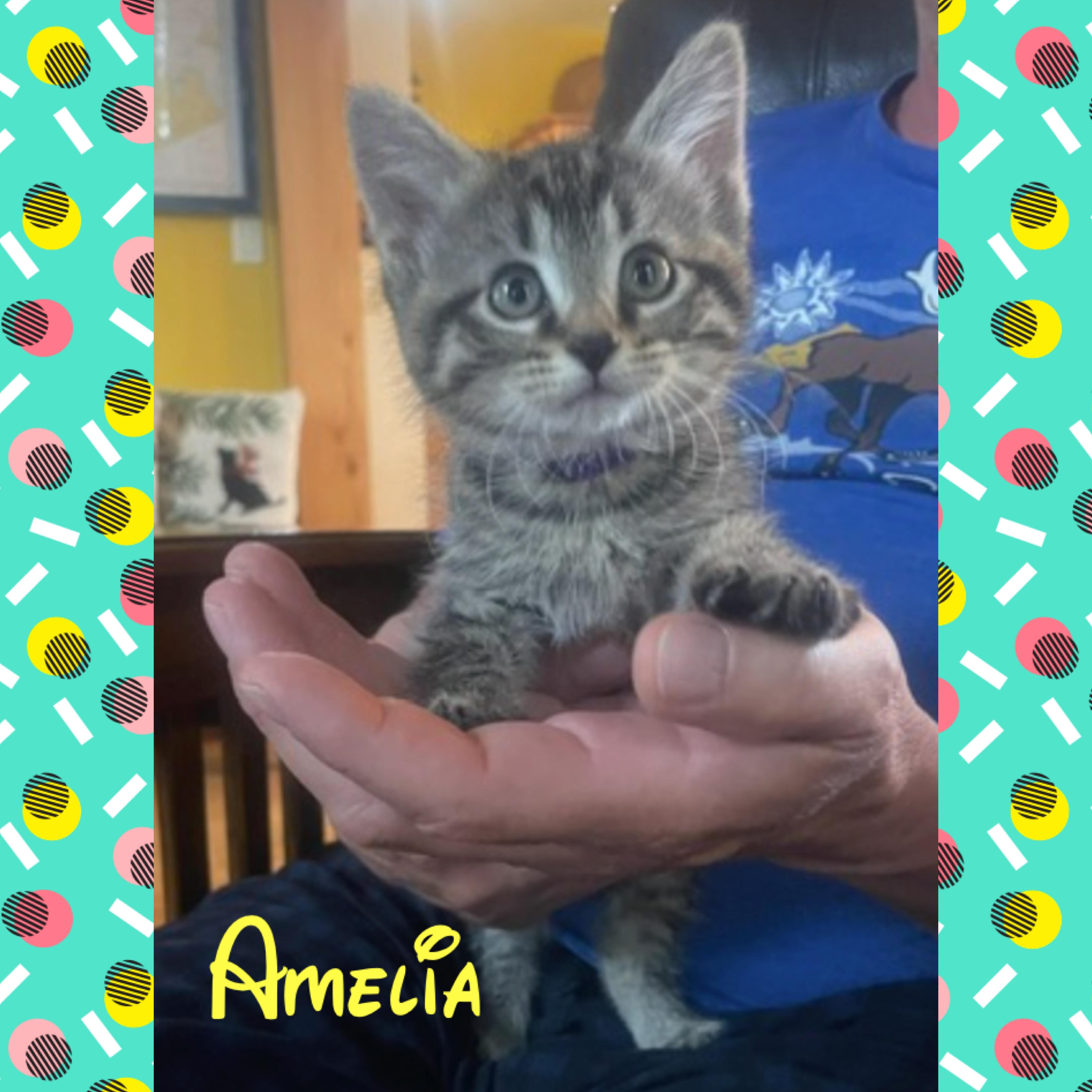 Amelia, a ADOPTABLE mixed breed in Red Lodge, MT image 2/3