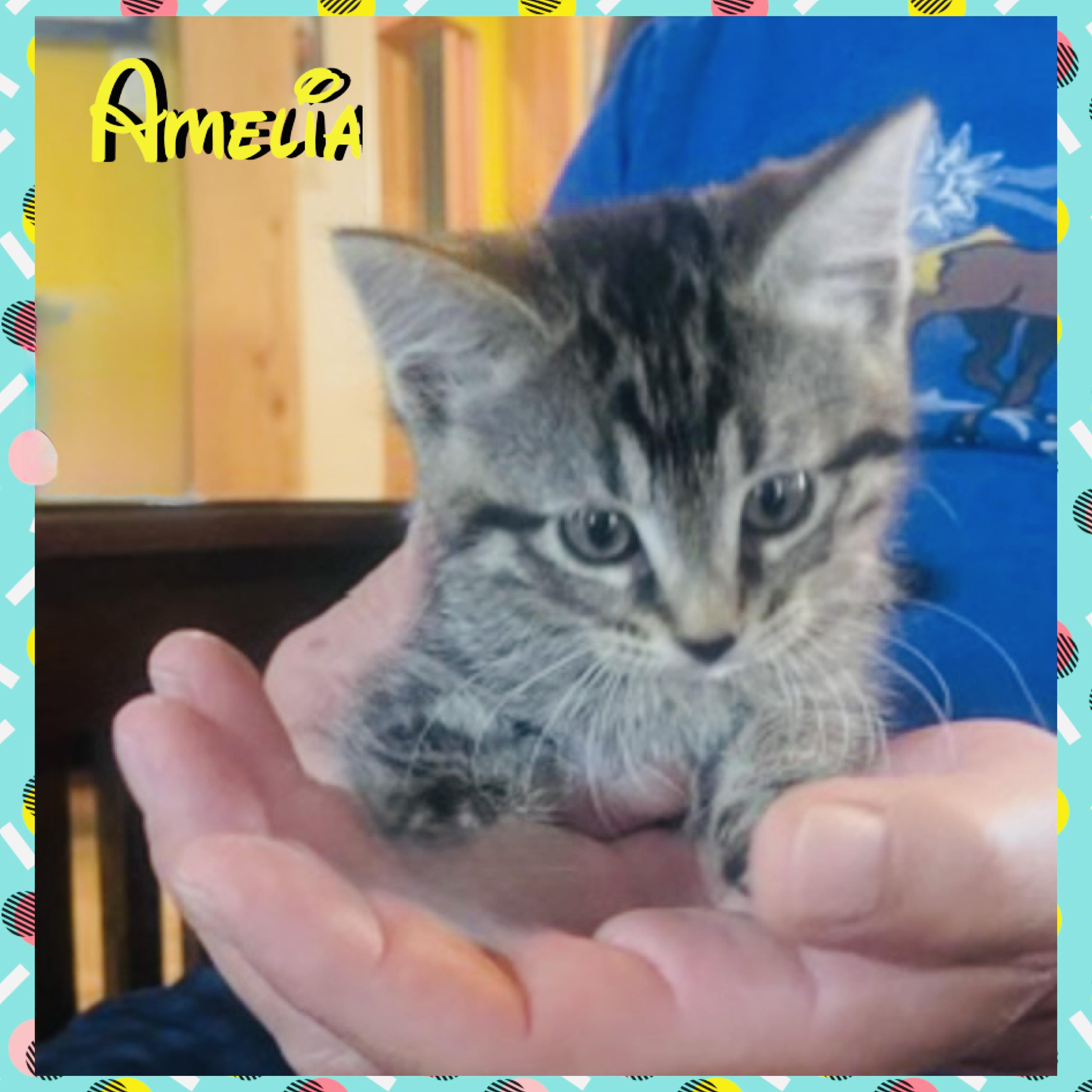 Amelia, a ADOPTABLE mixed breed in Red Lodge, MT image 3/3
