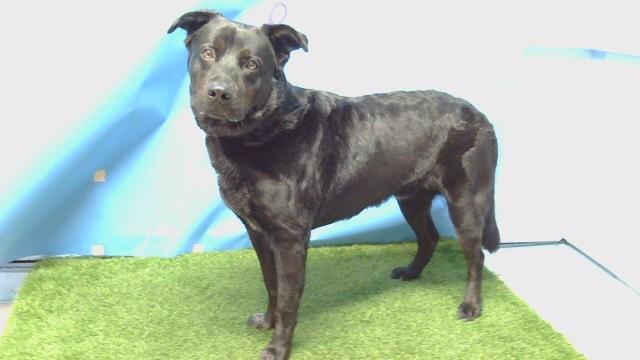 Enlarge GOTHAM, a Adoptable mixed breed in Gardena, CA image 1/1