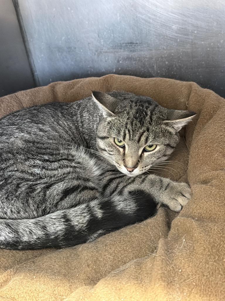 Kaprice, Adoptable, Young Male Domestic Short Hair.