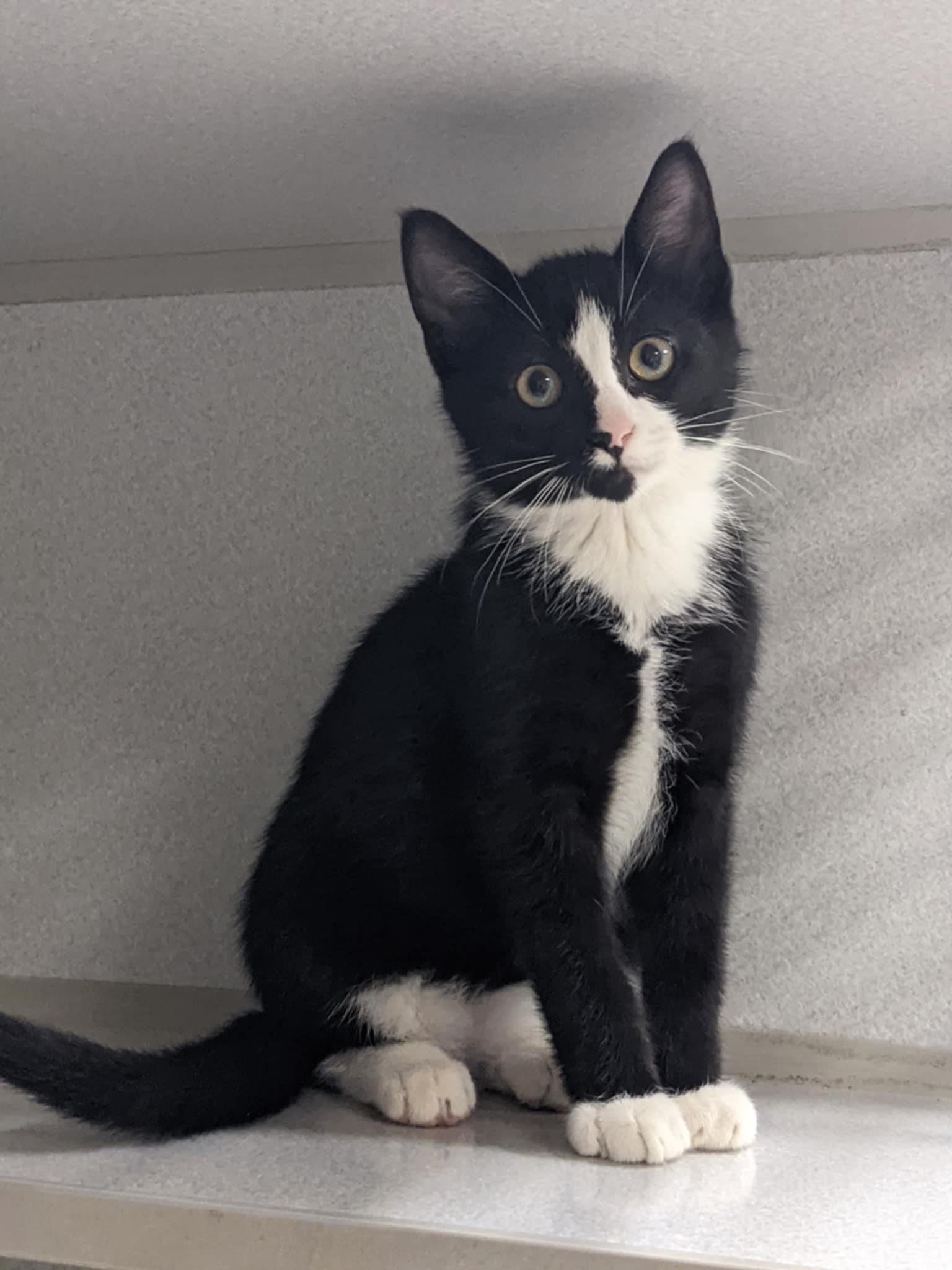 Tuxedo Kittens