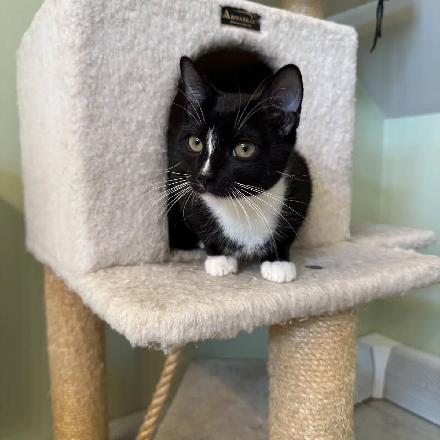 Enlarge Cash, a Adoptable Domestic Short Hair in HANSON, MA image 1/1