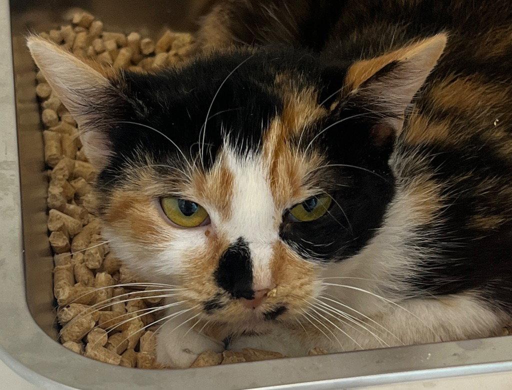 26-220 Lucy, Adoptable, Young Female Domestic Short Hair.