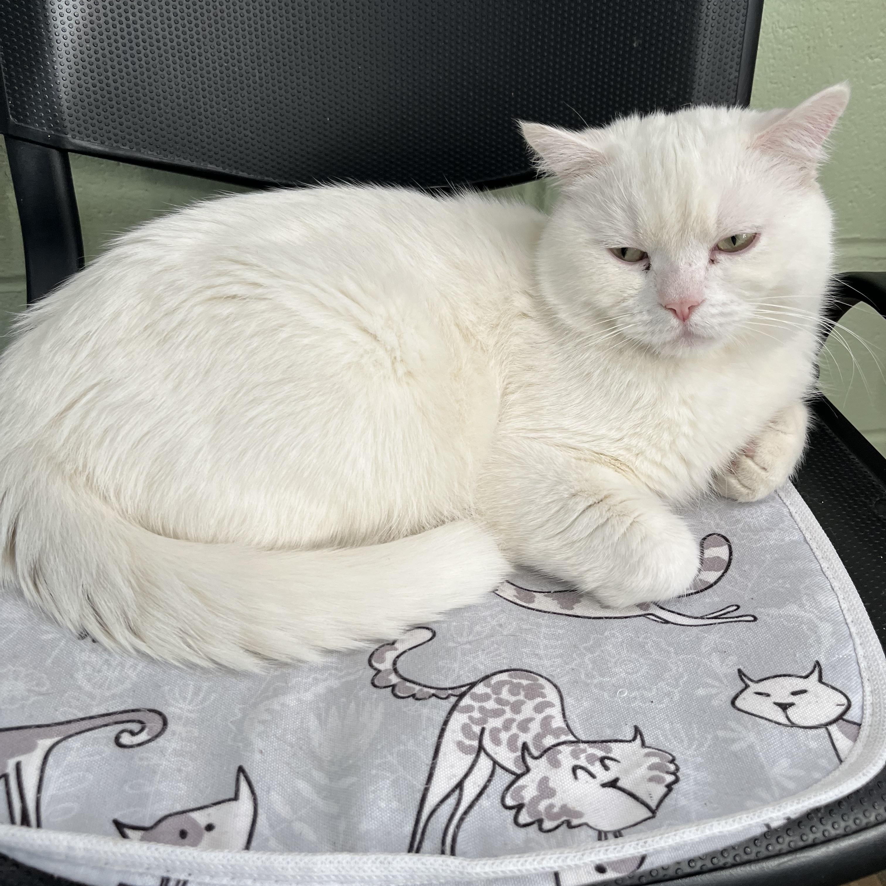 Colton, adoptable, Young Male British Shorthair.