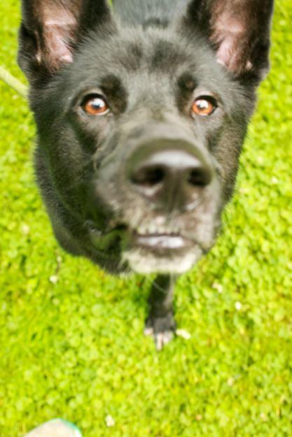 Felix, a Adoptable mixed breed in Ona, WV image 2/5