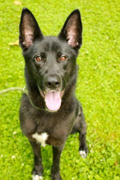 Felix, a Adoptable mixed breed in Ona, WV image 3/5