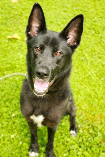 Felix, Adoptable, Adult Male German Shepherd Dog & Siberian Husky.