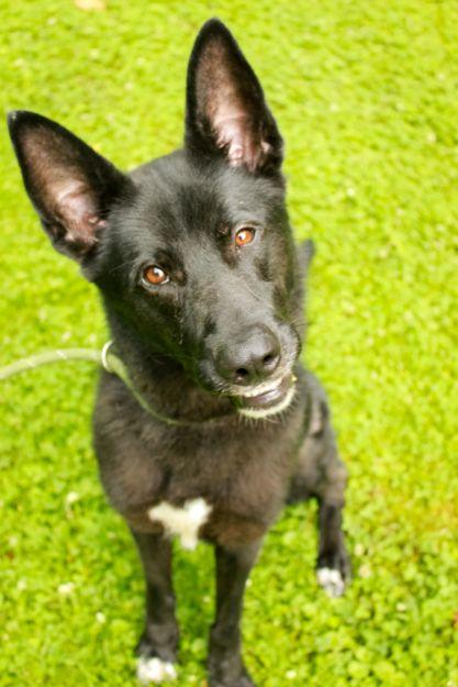 Felix, a Adoptable mixed breed in Ona, WV image 4/5