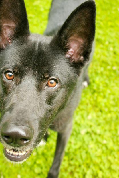 Felix, a Adoptable mixed breed in Ona, WV image 5/5