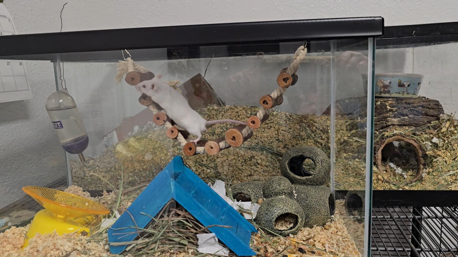 Enlarge Young Sheldon, a Adoptable Mouse in Idaho Falls, ID image 1/3