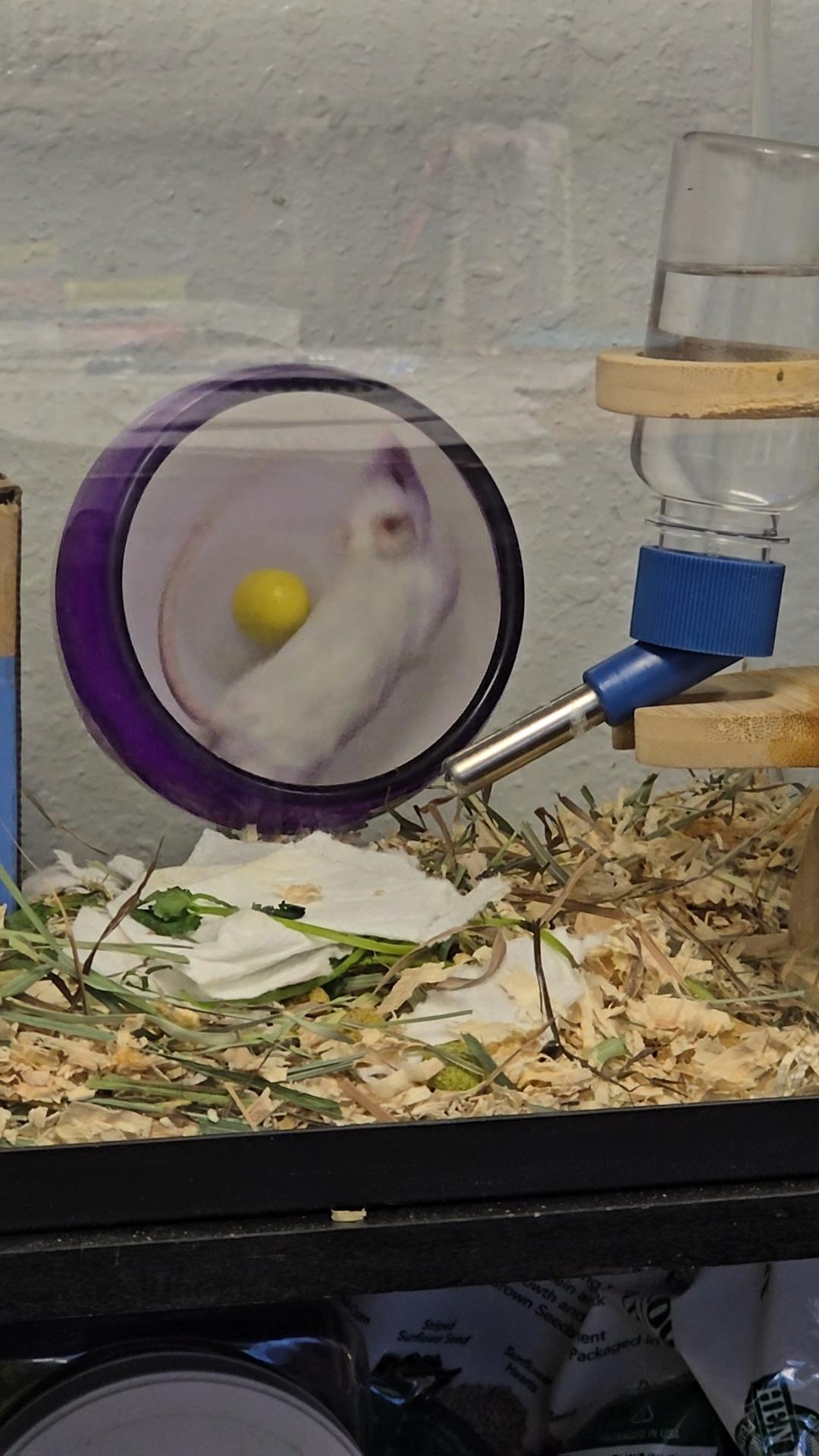 Enlarge Young Sheldon, a Adoptable Mouse in Idaho Falls, ID image 2/3