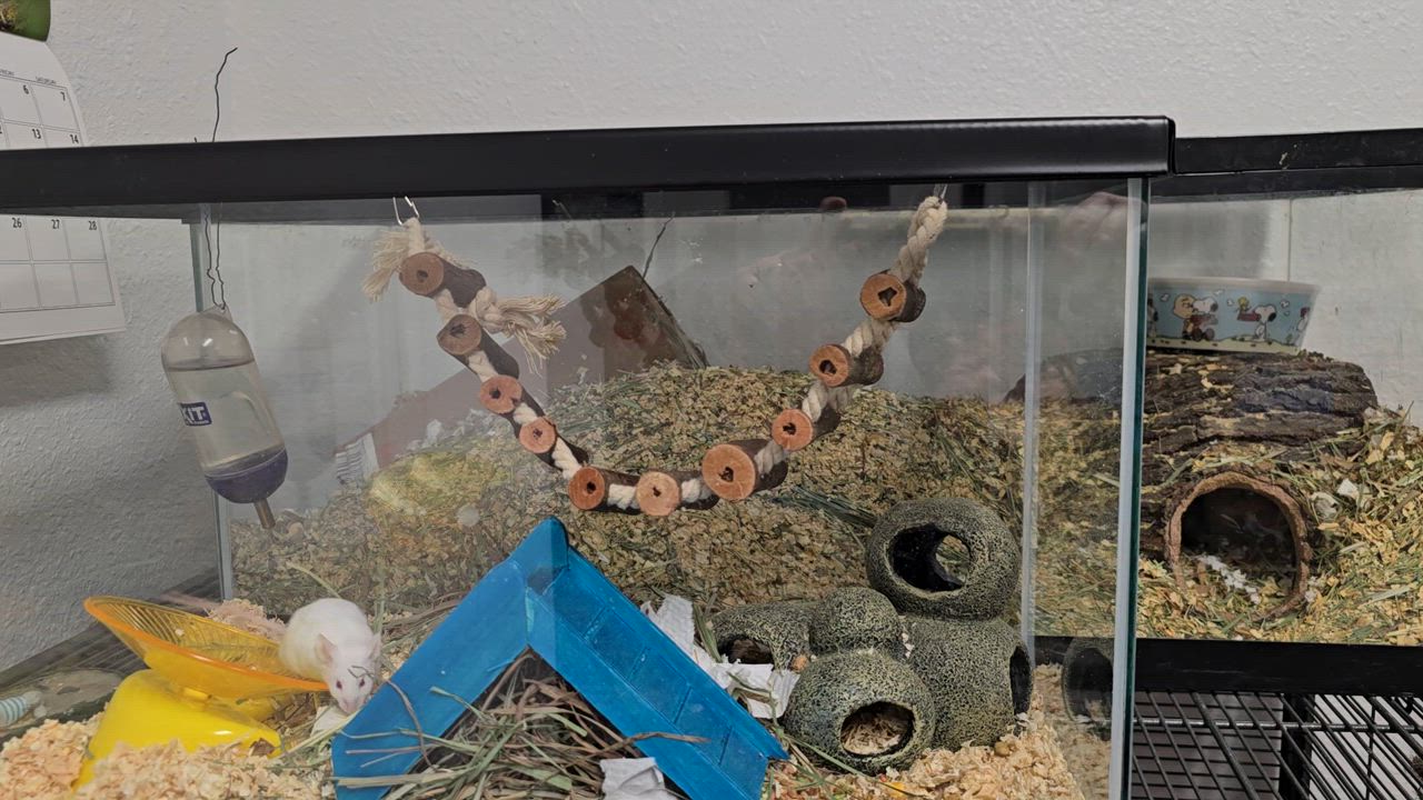 Enlarge Young Sheldon, a Adoptable Mouse in Idaho Falls, ID video 3/3