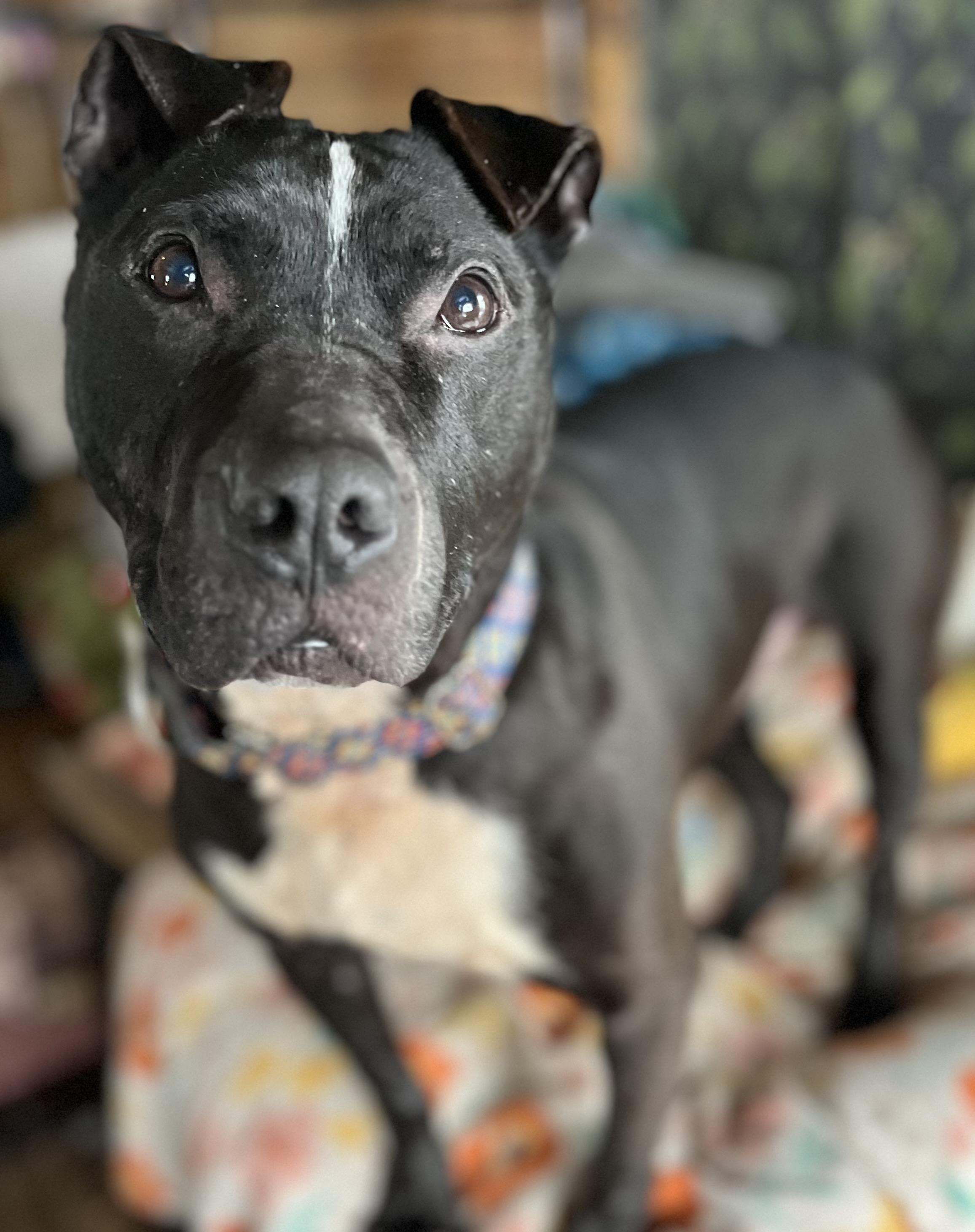 Enlarge Machomans (Fee SPONSORED), a Adoptable mixed breed in Portland, ME image 2/6