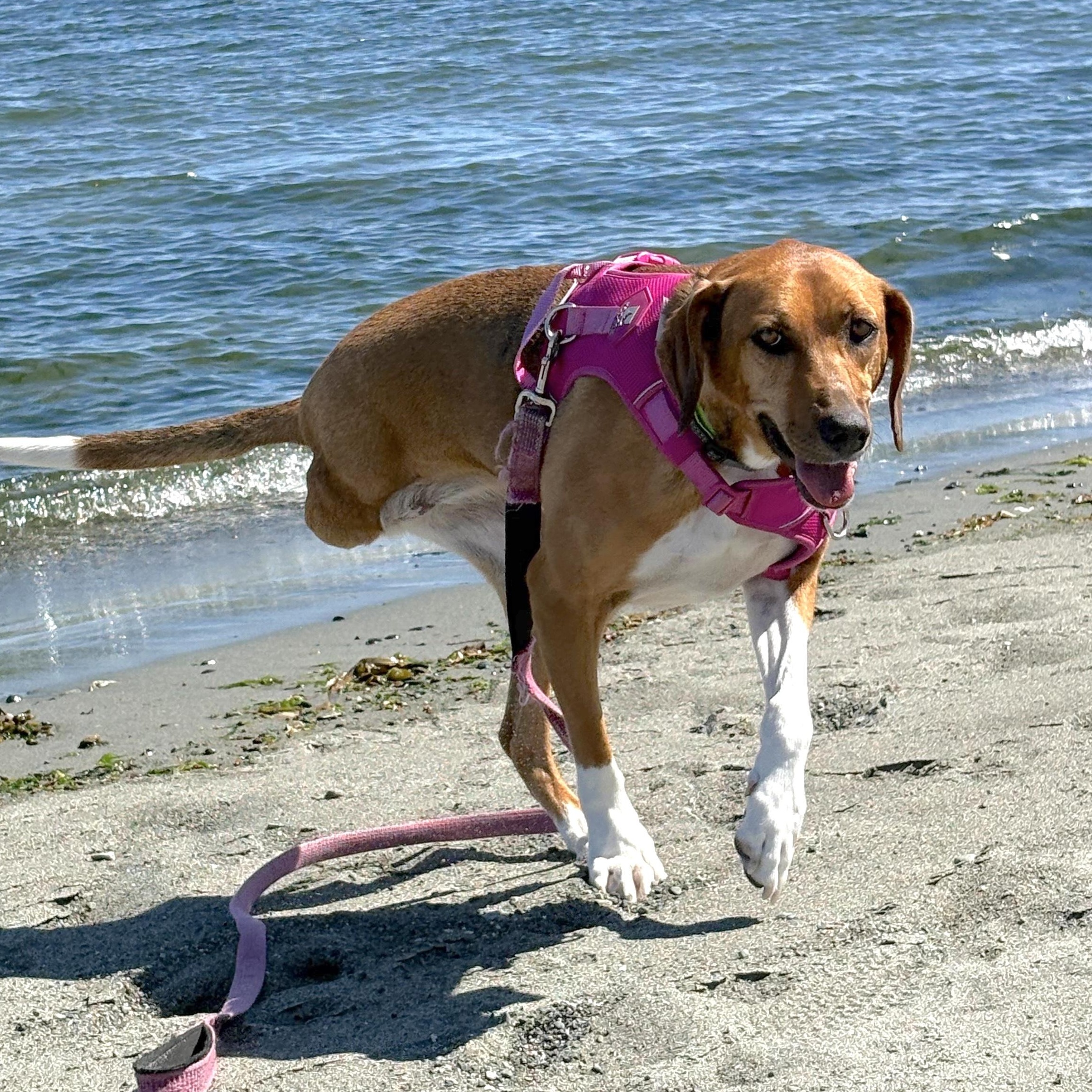 Enlarge Ms. Heart of Gold Nova, a Adoptable mixed breed in Ridgefield, WA image 2/5