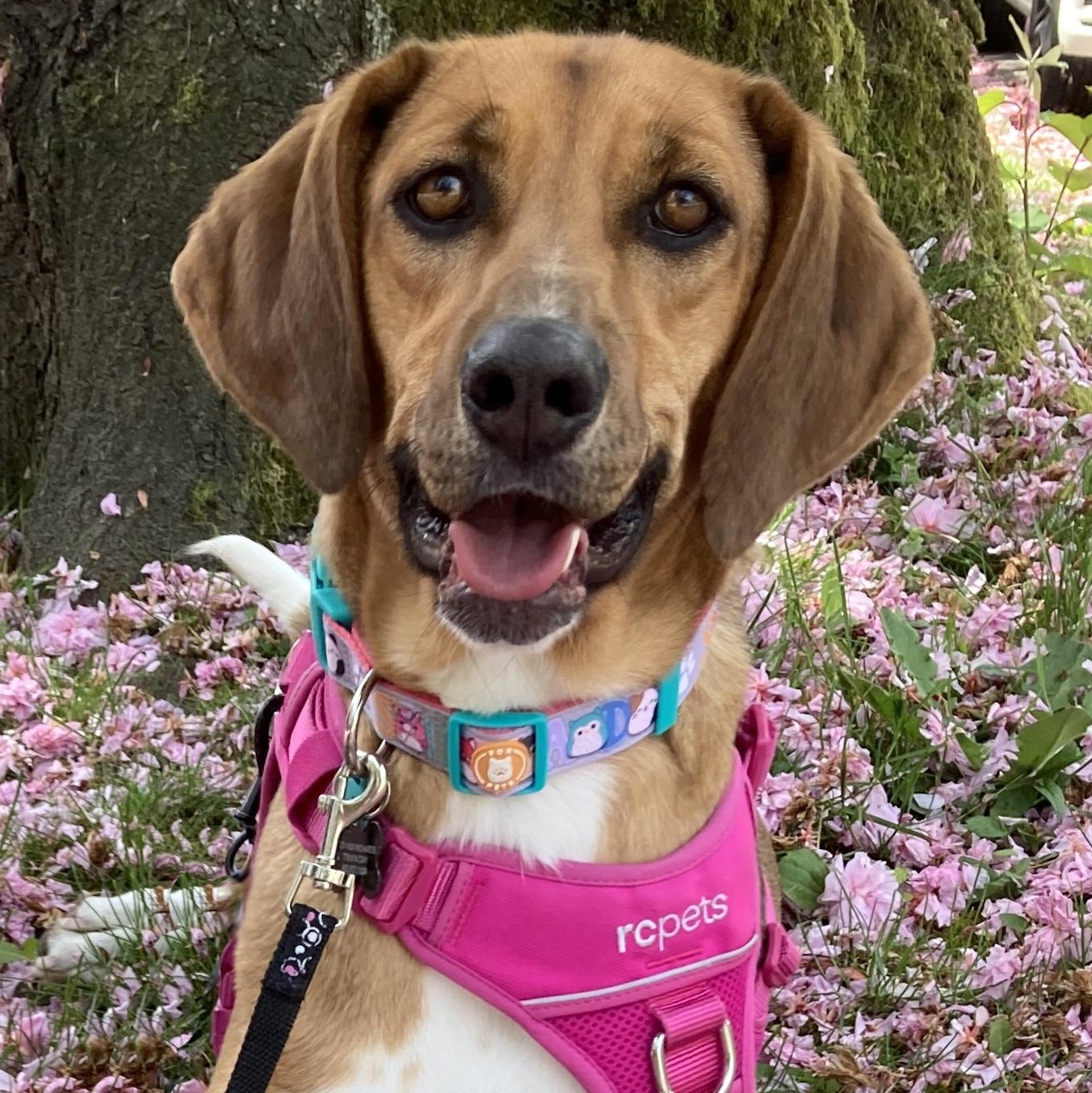 Enlarge Ms. Heart of Gold Nova, a Adoptable mixed breed in Ridgefield, WA image 1/5