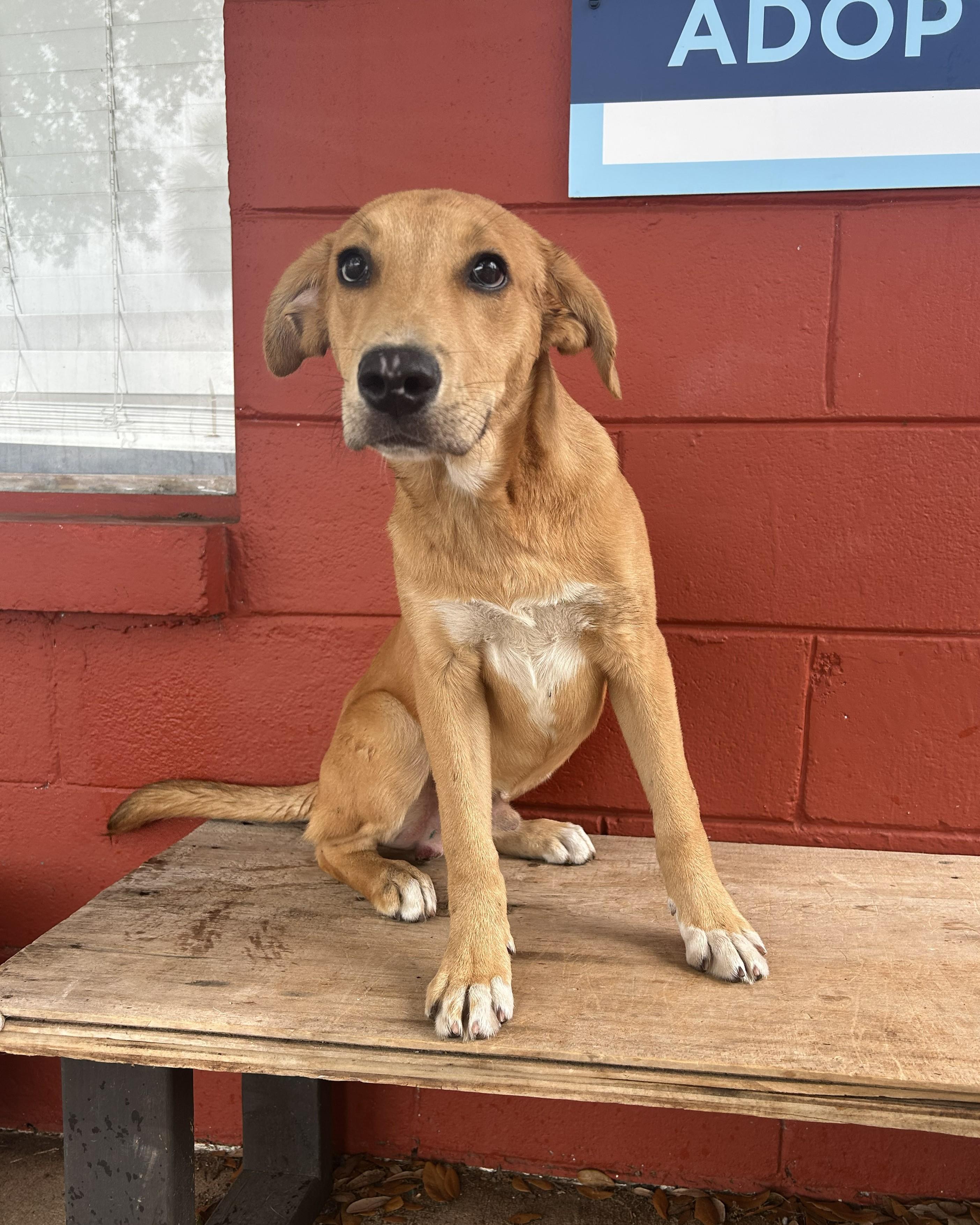 Squash, a Adoptable mixed breed in Pensacola, FL image 4/6