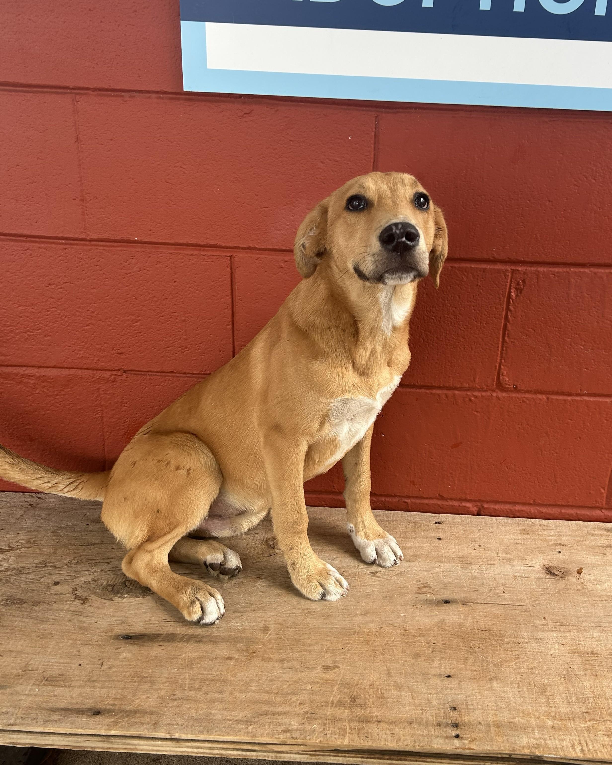 Squash, a Adoptable mixed breed in Pensacola, FL image 2/6