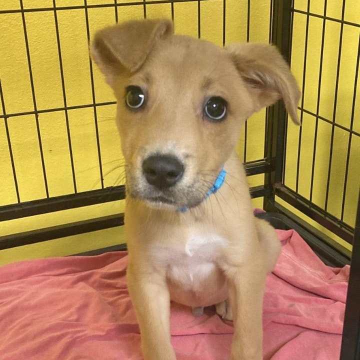 Enlarge Squash, a Adoptable mixed breed in Pensacola, FL image 5/6