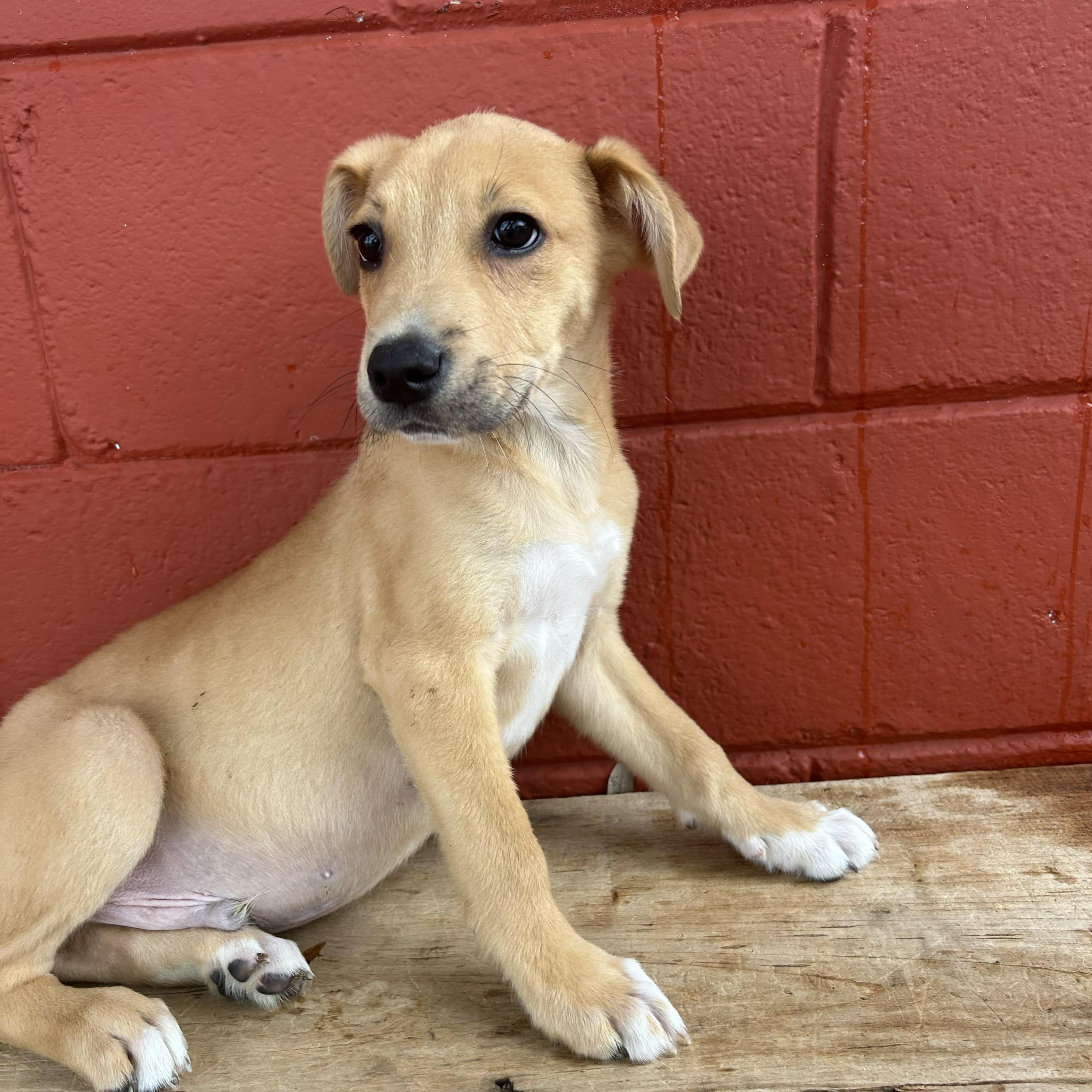 Enlarge Squash, a Adoptable mixed breed in Pensacola, FL image 4/6
