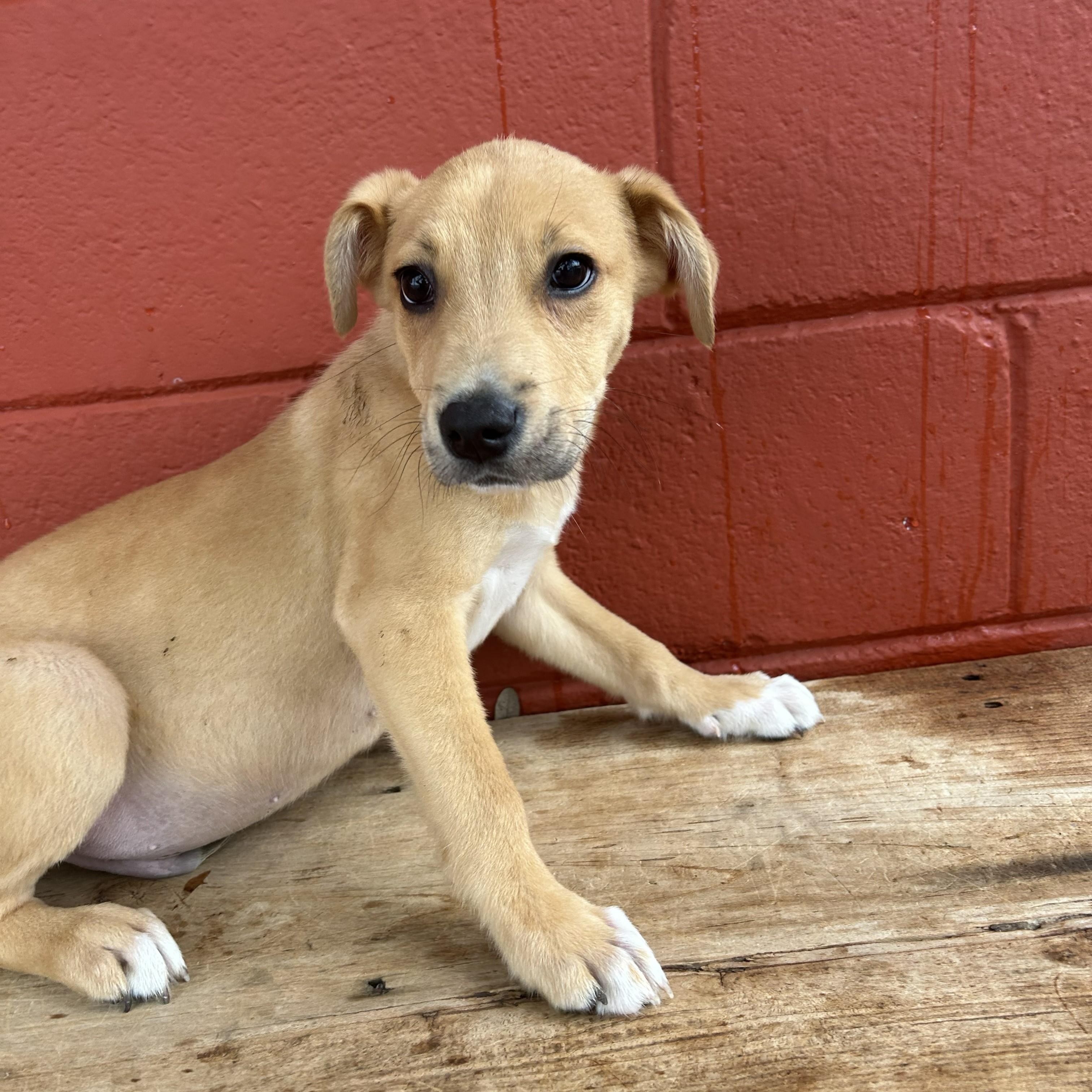 Enlarge Squash, a Adoptable mixed breed in Pensacola, FL image 3/6