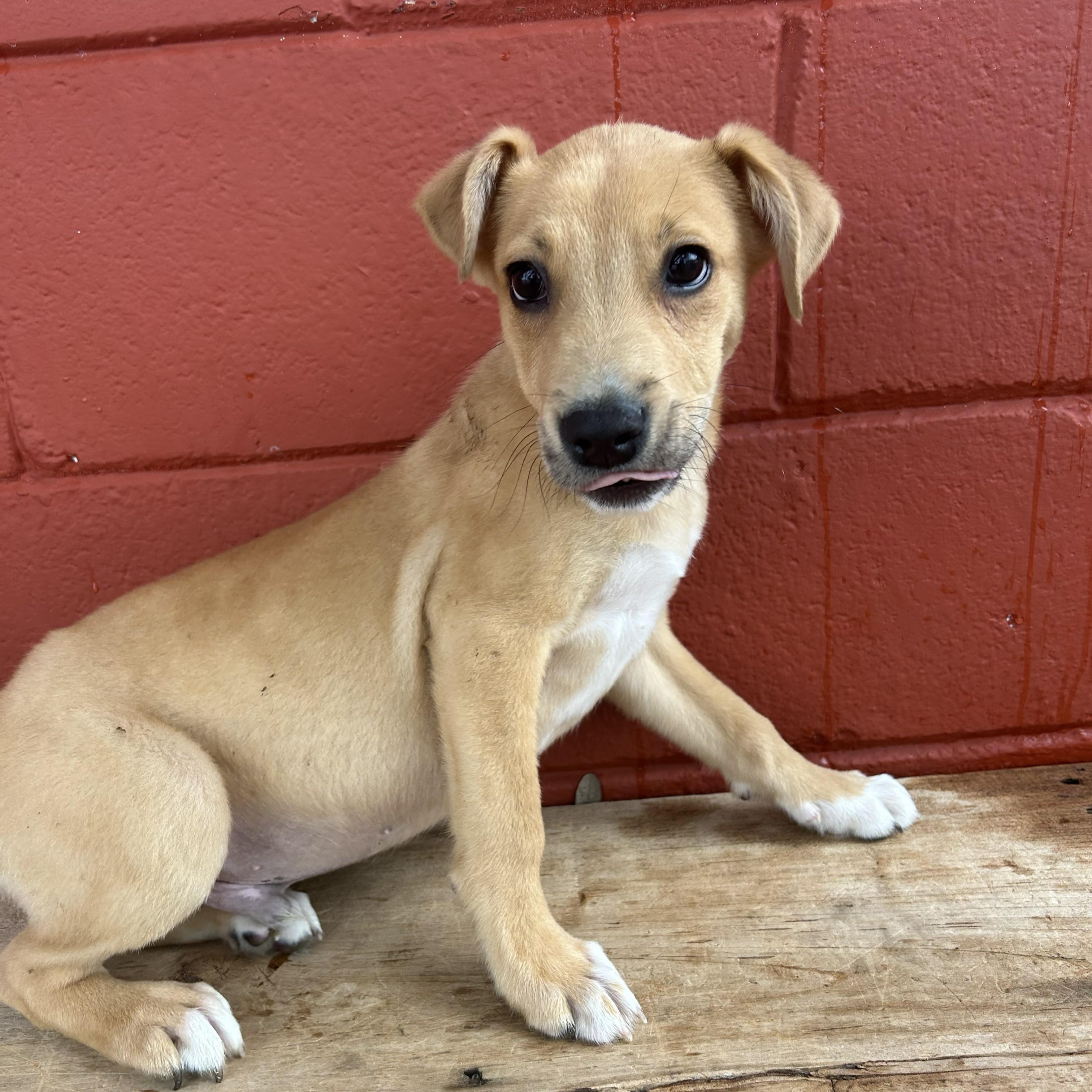 Enlarge Squash, a Adoptable mixed breed in Pensacola, FL image 2/6